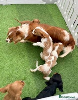 Cavalier King Charles Spaniel dogs - Advert 1