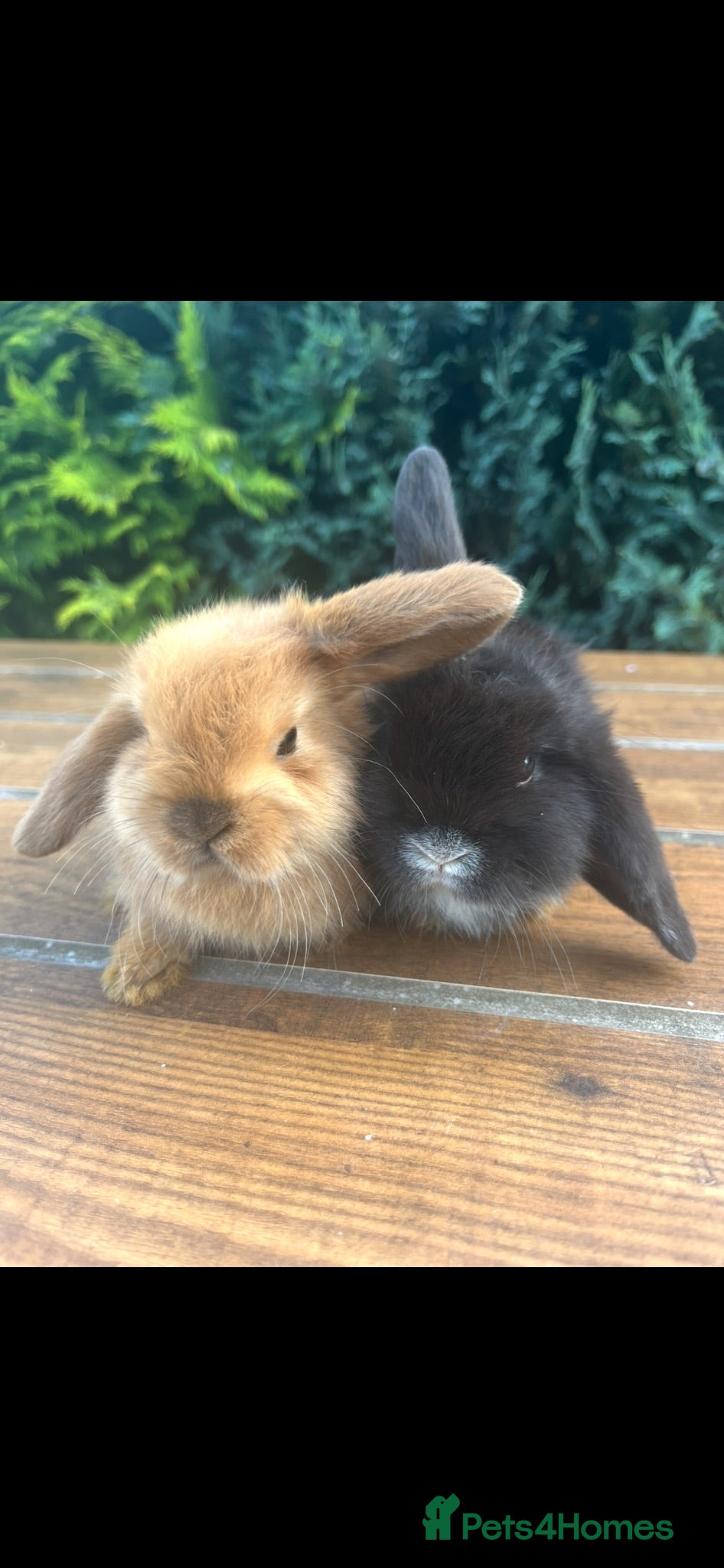 Mini Lop rabbits 🐰Pure Bred Boys ~ Ready now Mini Lop Babies🐰 - Advert 2