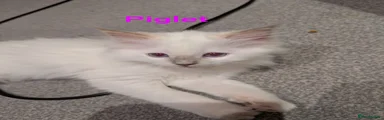 Ragdoll Kitten 3