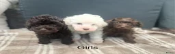 Schnoodle dogs for sale: Tiny Schnoodle Puppies 💙+ 🩷 - Advert 16