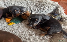 Mixed Breed dogs for sale: Norfolk Sausages Mini Dachshund x Norfolk terrier  - Image 10