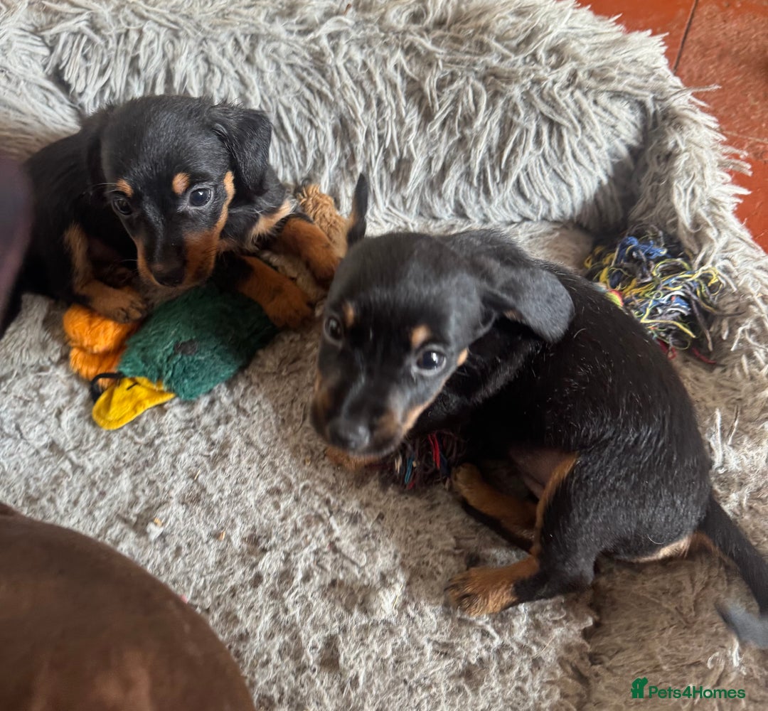 Mixed Breed dogs for sale: Norfolk Sausages Mini Dachshund x Norfolk terrier  - Image 10