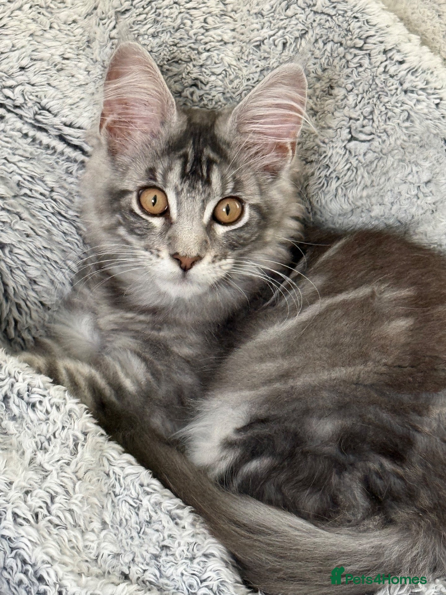 Maine Coon cats ACTIVE GCCF MAINE COON KITTENS 🐾❤️ - Advert 12