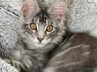 Maine Coon cats ACTIVE GCCF MAINE COON KITTENS 🐾❤️ - Advert 12