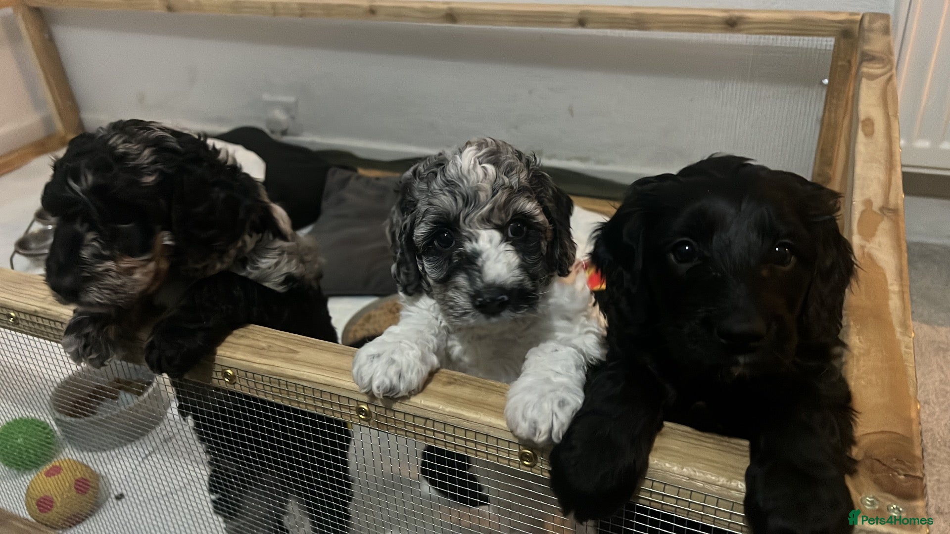Cockapoo dogs 🐾 Beautiful Cockapoo Puppies  🐾 - Advert 17
