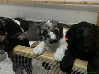 Cockapoo dogs 🐾 Beautiful Cockapoo Puppies 🐾 - Advert 17