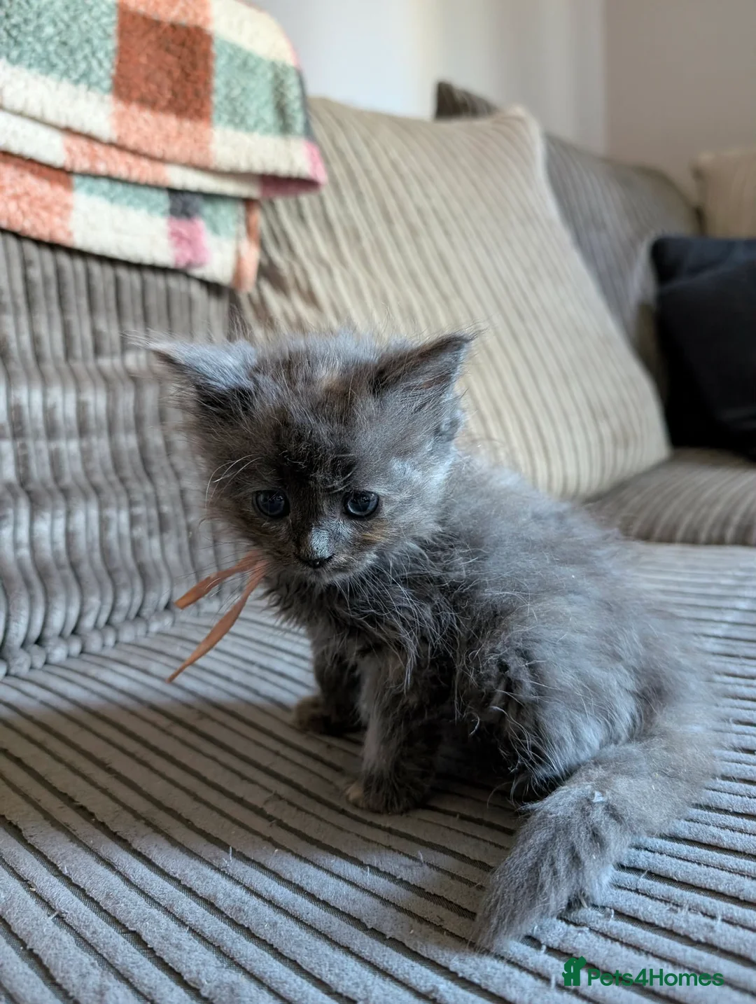 Ragcoon cats for sale: Beautiful Ragcoon Litter - Advert 2