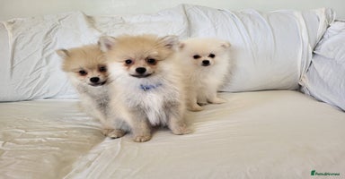 Pomeranian dogs - Advert 7