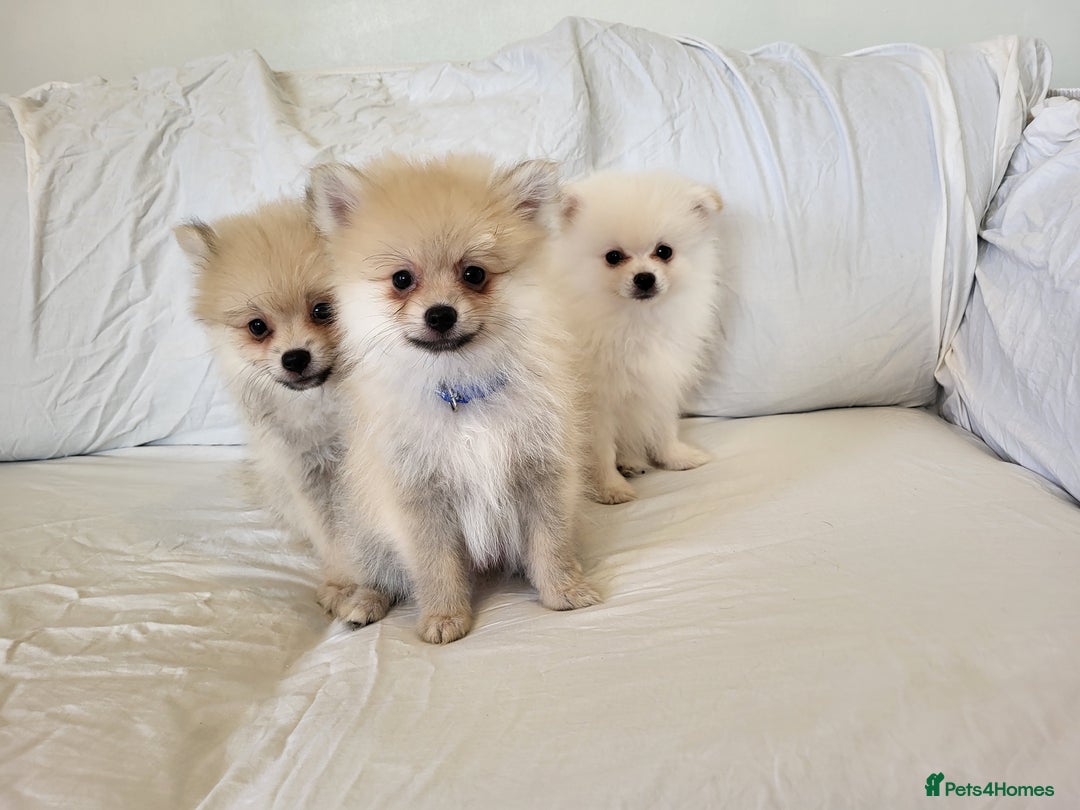 Pomeranian dogs for sale:  beautiful boy pomeranians - Image 2
