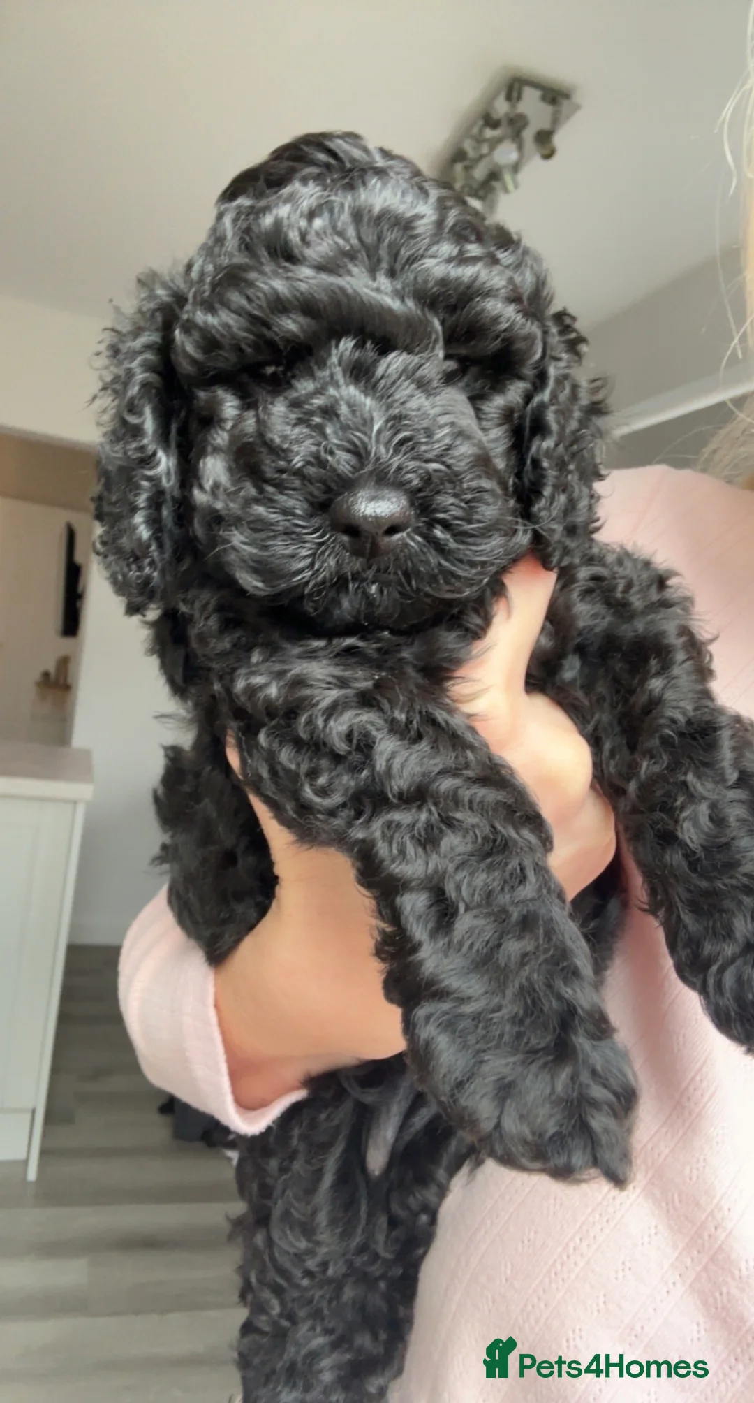 Cockapoo dogs for sale: F1B cockapoo babies - Advert 7