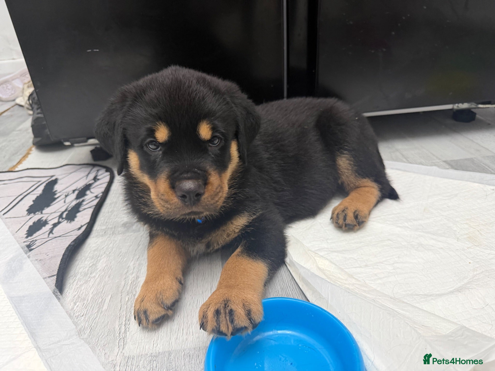 Rottweiler dogs Full German Rottweiler  - Advert 17