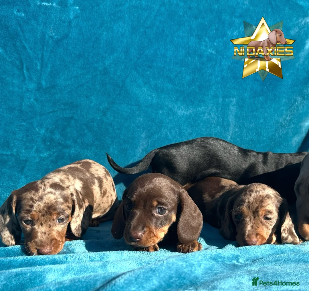 Miniature Dachshund dogs for sale: Miniature Daxies 5 boys PRA clear ⭐  in Belfast - Advert 1
