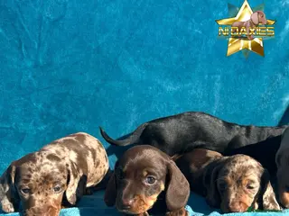 Miniature Dachshund dogs Miniature Daxies 5 boys PRA clear ⭐ in Belfast - Advert 7