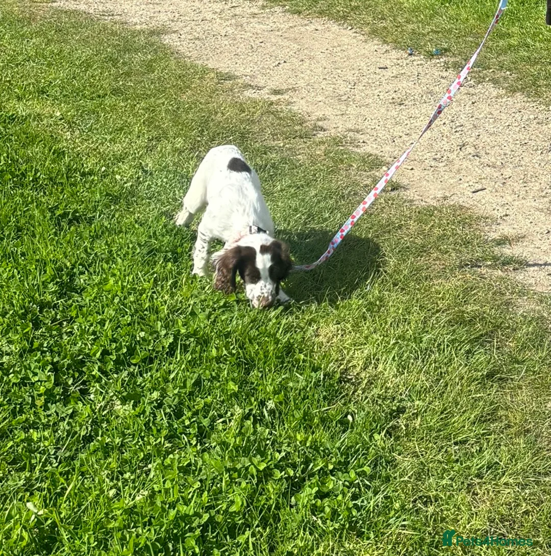 English Springer Spaniel dogs for sale: Wonderful Little Spaniel - Advert 2