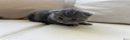 British Shorthair cats for sale: My Likac British Shorthair Queen has had 2 kittens in Worthing - Advert 3