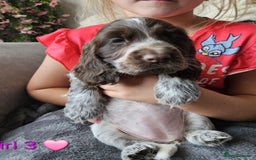 Cocker Spaniel dogs for sale: Stunning Show Cocker Spaniels - Image 23