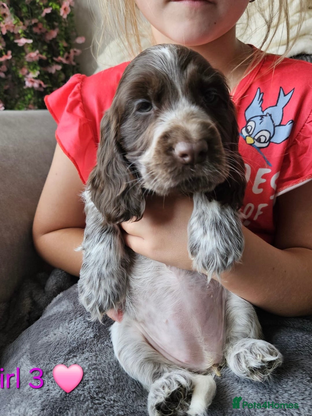 Cocker Spaniel dogs for sale: Stunning Show Cocker Spaniels - Image 23