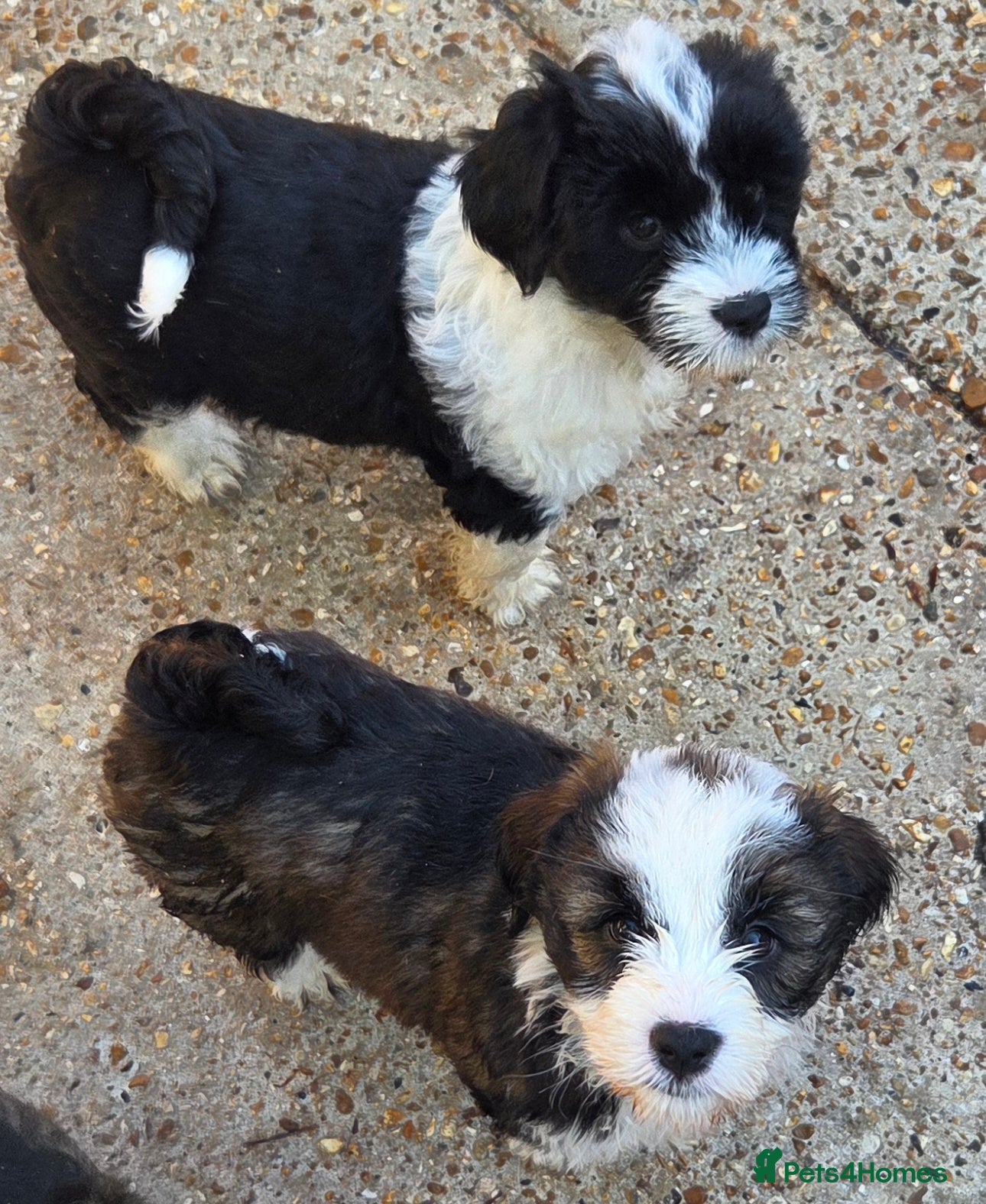 Tibetan Terrier dogs Tibetan Terrier puppies  - Advert 1