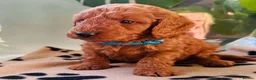 Miniature Poodle dogs for sale: 🐩KC-registered Miniature Poodles Raised with care - Advert 20