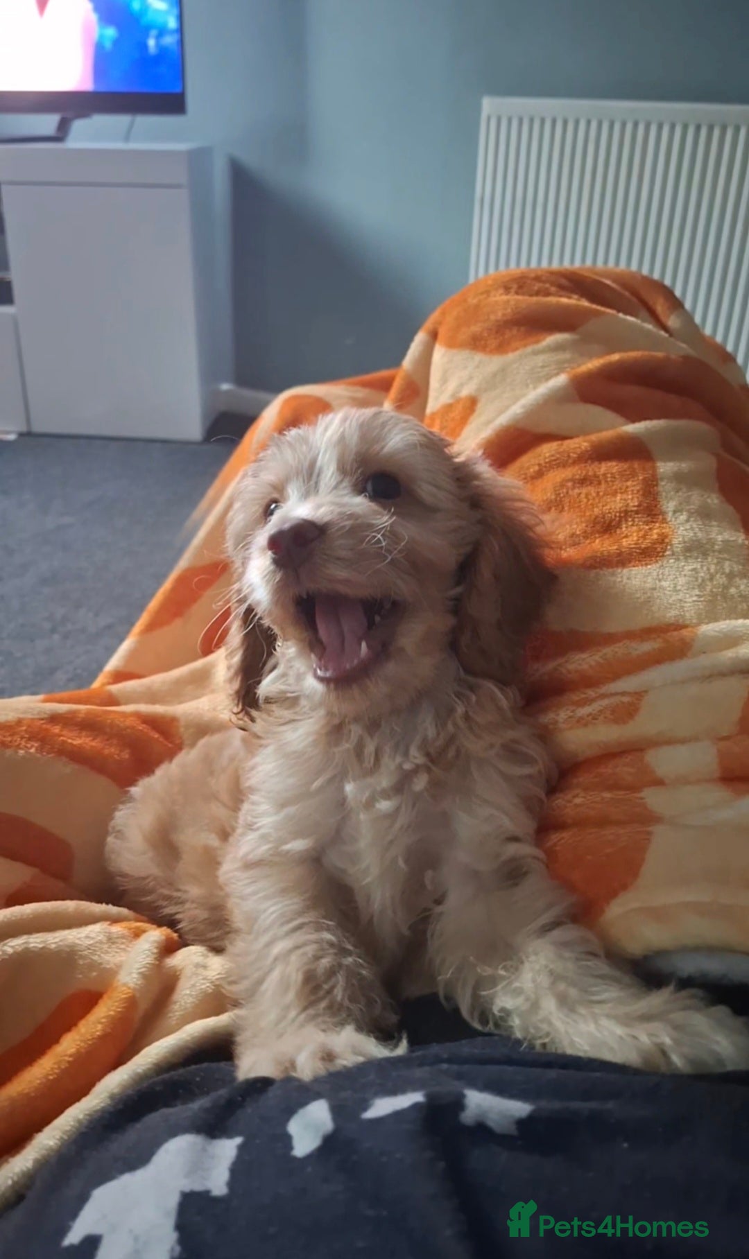 Cockapoo dogs for sale: Cockapoo puppy  - Image 2