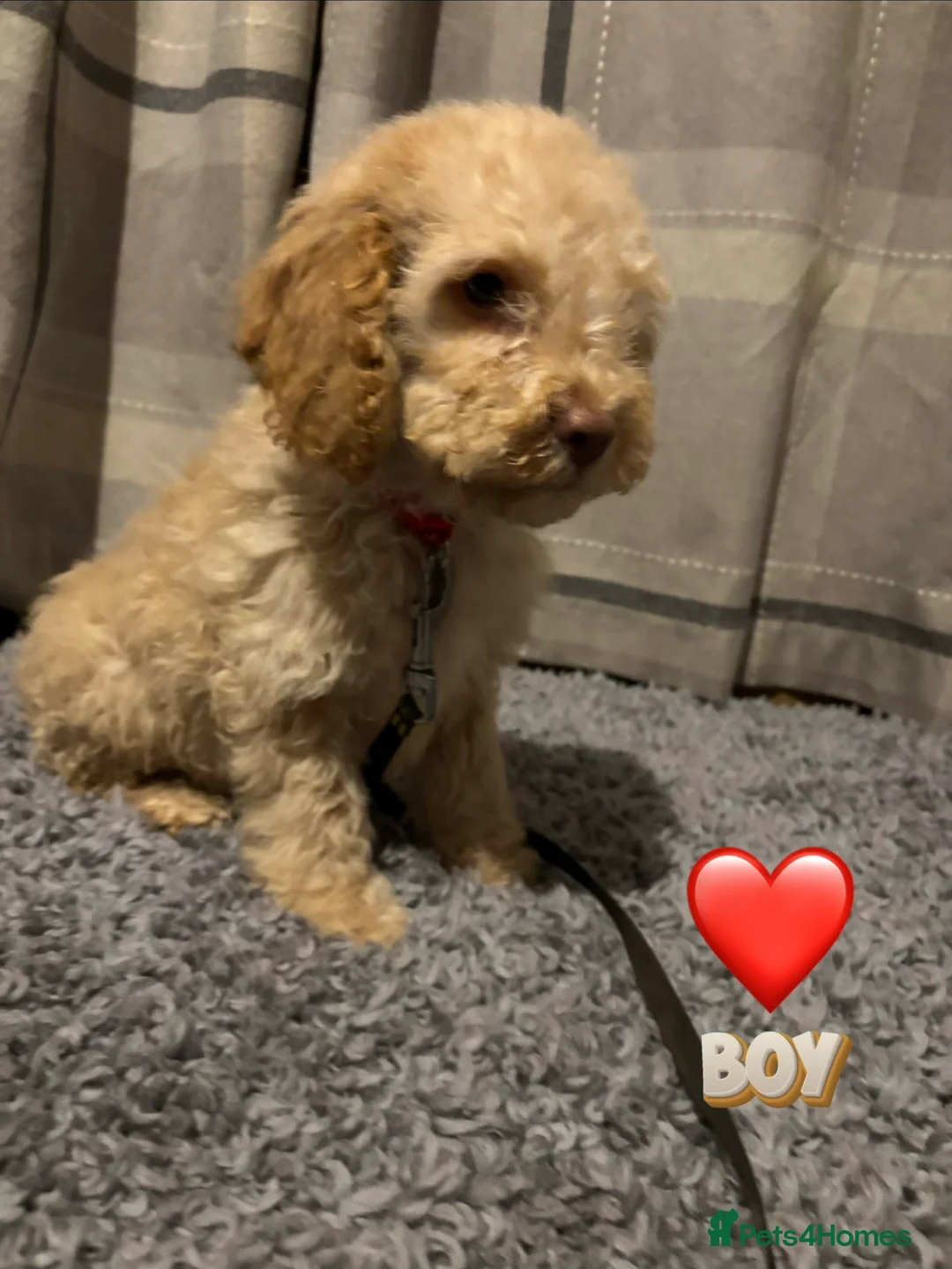 Cockapoo dogs for sale: 🐶8 Beautiful Cockapoo puppies🐶 - Advert 19