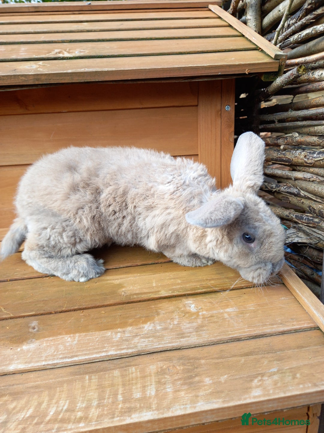 Mini Lop rabbits for sale: Mini plush lops - Image 4