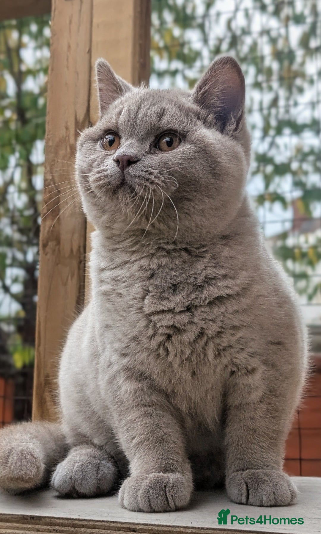 British Shorthair cats for sale: Gccf registered, Ready now - Image 5