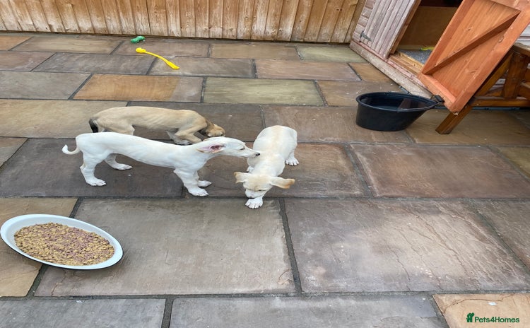 Lurcher dogs - Advert 1
