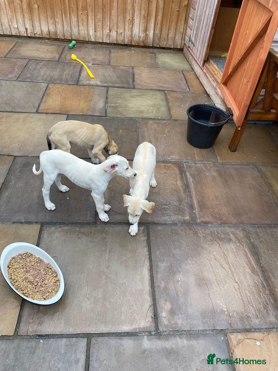 Lurcher dogs for sale: Saluki bred long dog puppies  - Image 1