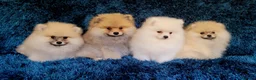 Pomeranian dogs for sale: Stunning KC Pomeranian Puppies for sale - Advert 8