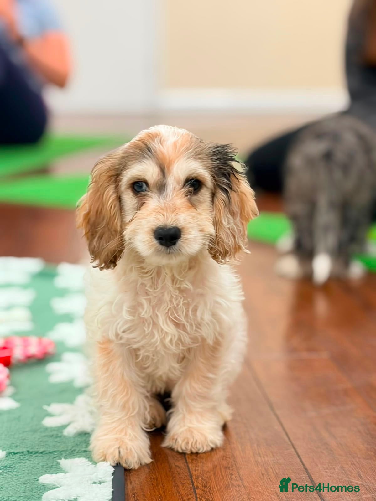 Cockapoo dogs Beautiful F1 Cockapoo Babies 🐾🐾🐾 - Advert 1