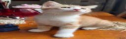 Mixed Breed cats for sale: Ginger Calico Tuxedo Kittens London-Richmond Sale - Advert 35