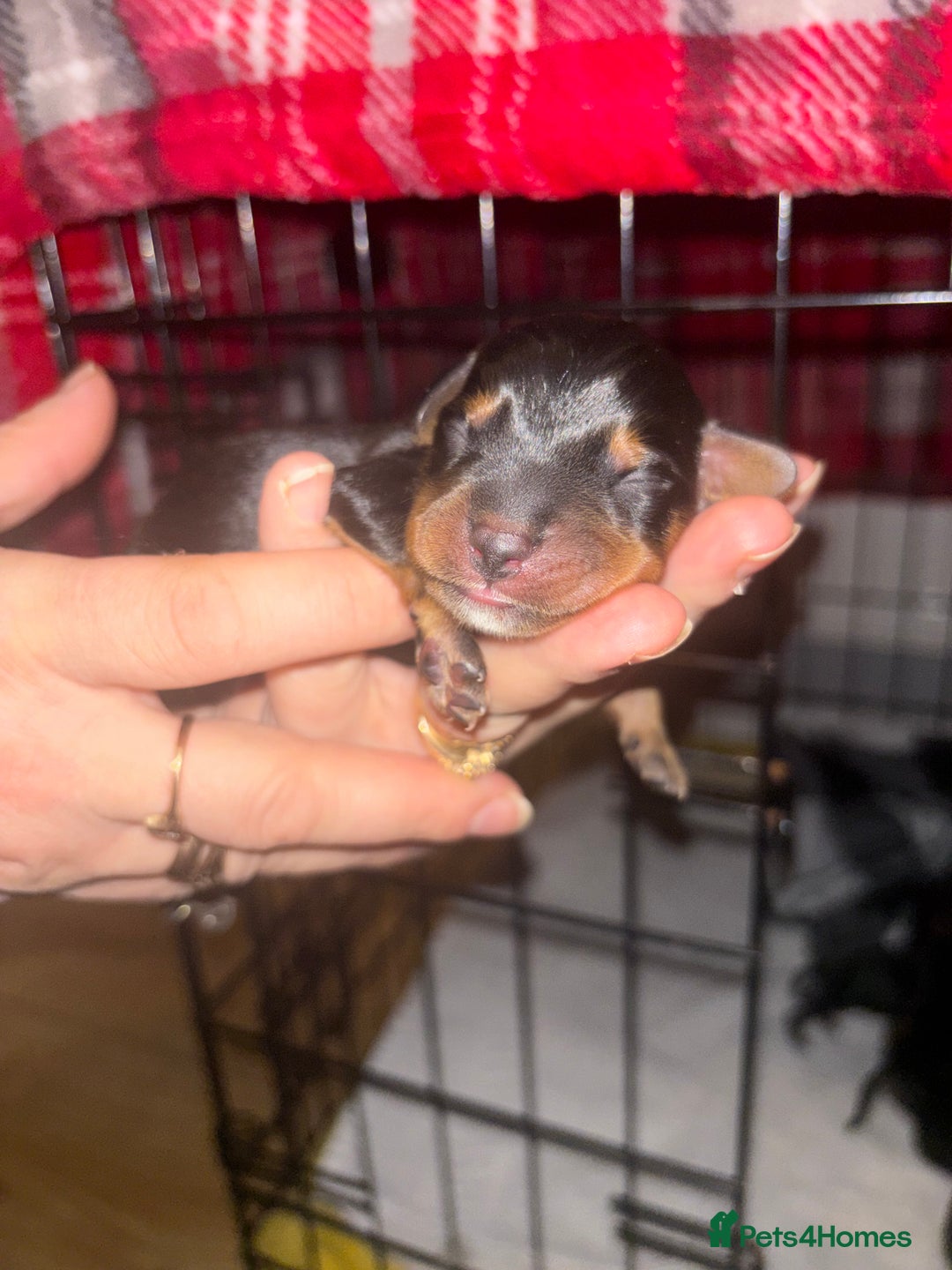 Mixed Breed dogs for sale: 5 beautiful dorkie puppies for sale  - Image 4