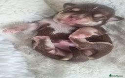 Chihuahua dogs for sale: Stunning litter of Kc reg Chihuahuas - Image 10