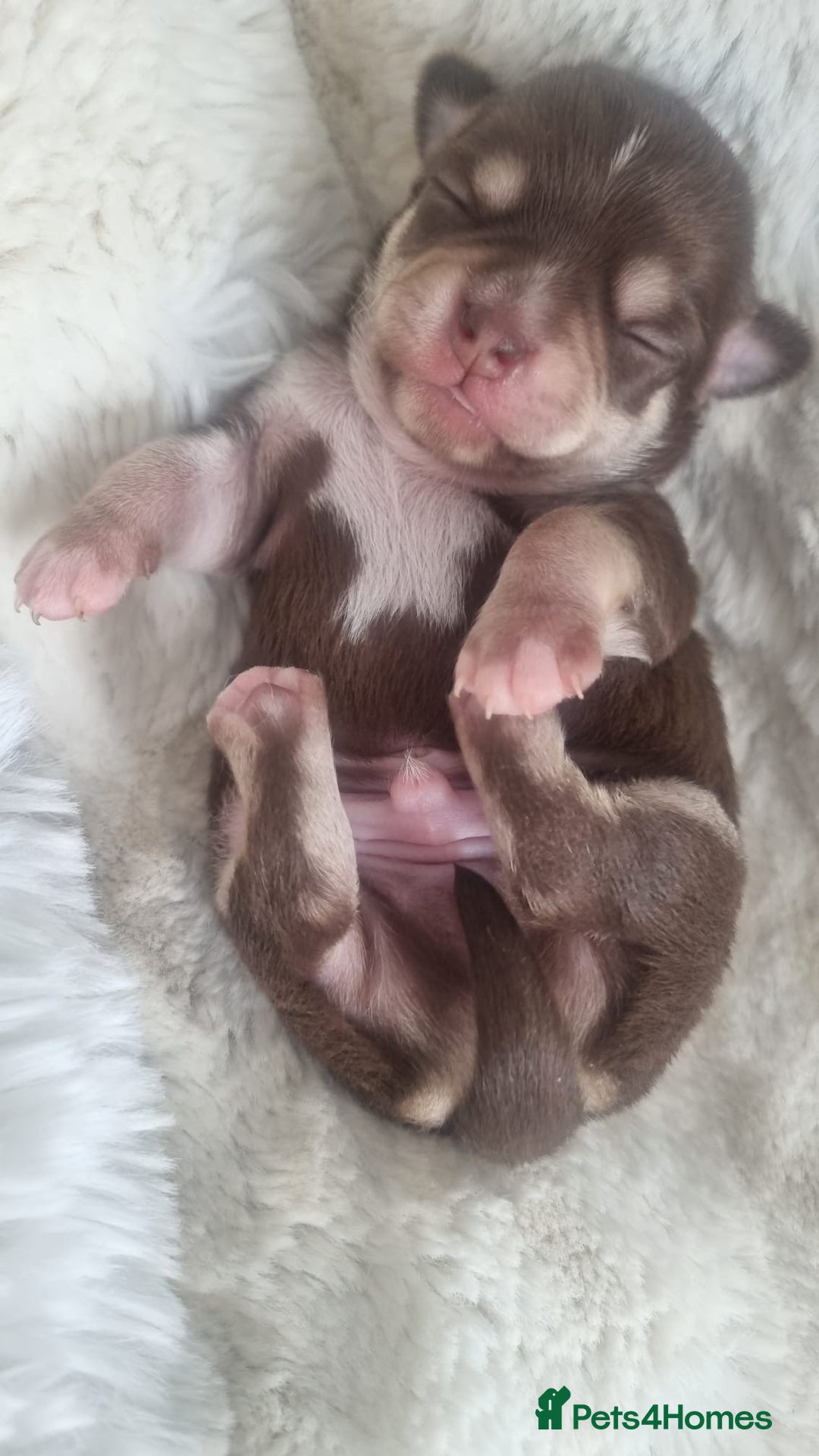 Chihuahua dogs for sale: Stunning litter of Kc reg Chihuahuas - Image 10