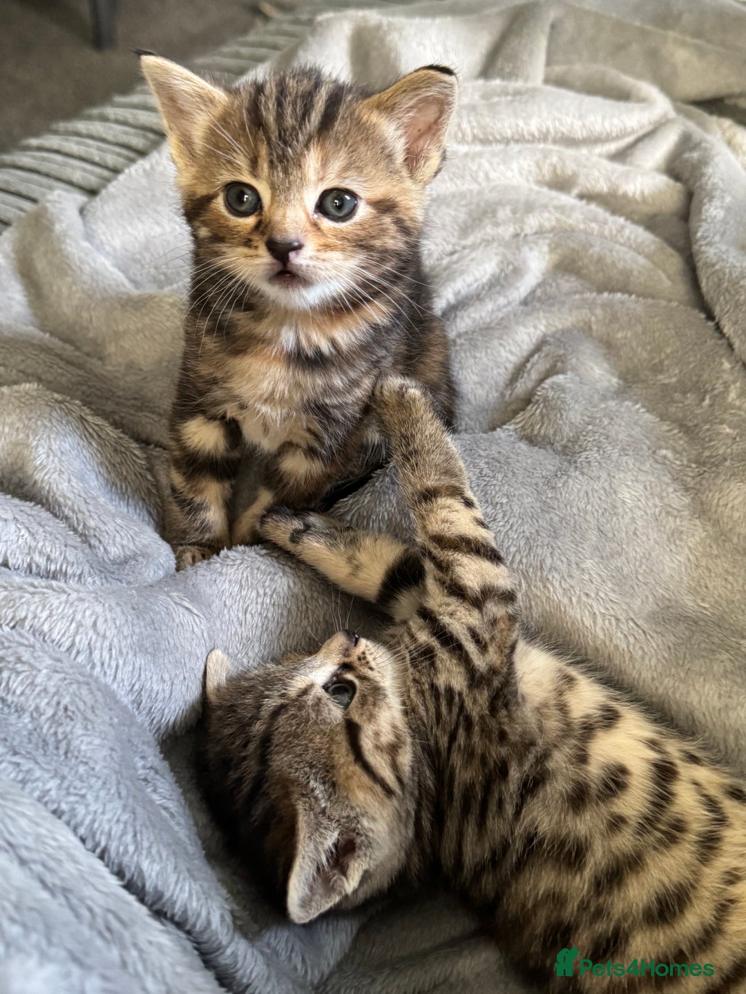 Mixed Breed cats for sale: American bobtail / tortoise shell - Image 17