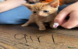 Mixed Breed cats for sale: Mixed breed ginger kittens - Image 3