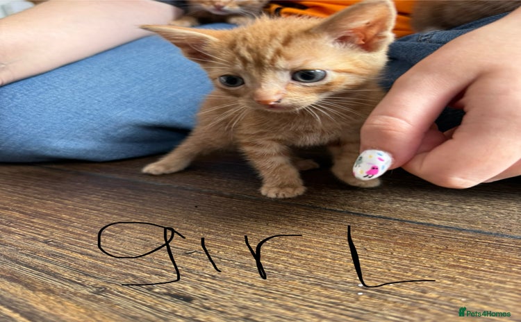 Mixed Breed cats - Advert 10