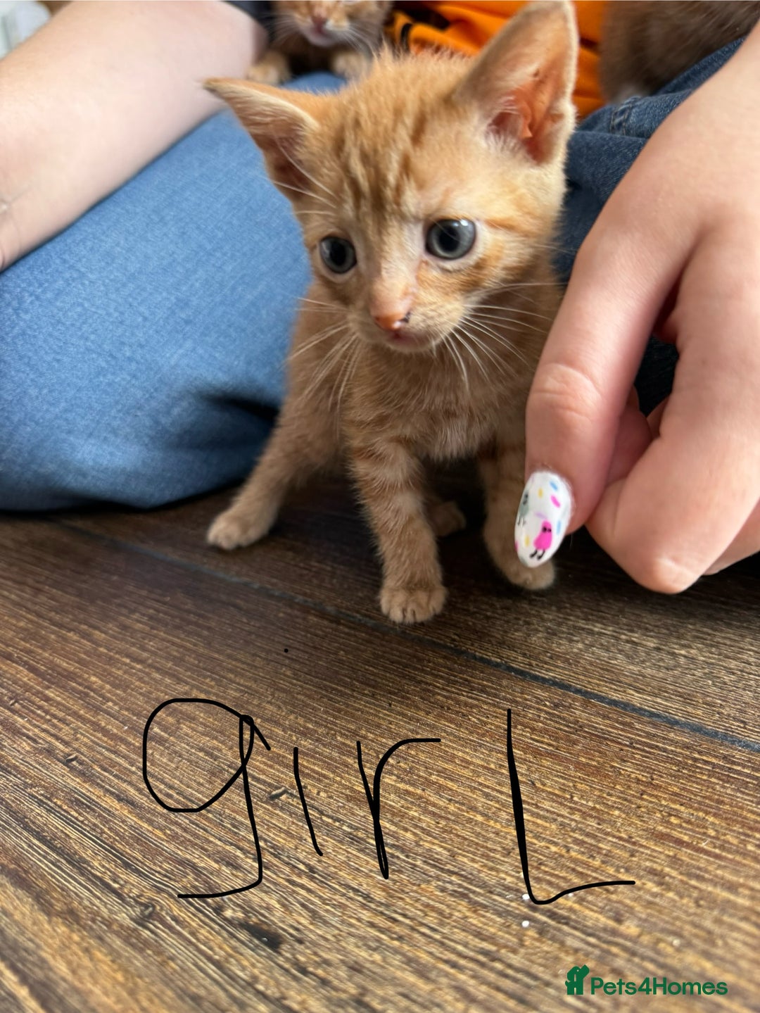 Mixed Breed cats for sale: Mixed breed ginger kittens - Image 3