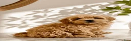 Maltipoo dogs for sale: 6 Maltipoo Pups Ready 3rd July - Advert 2