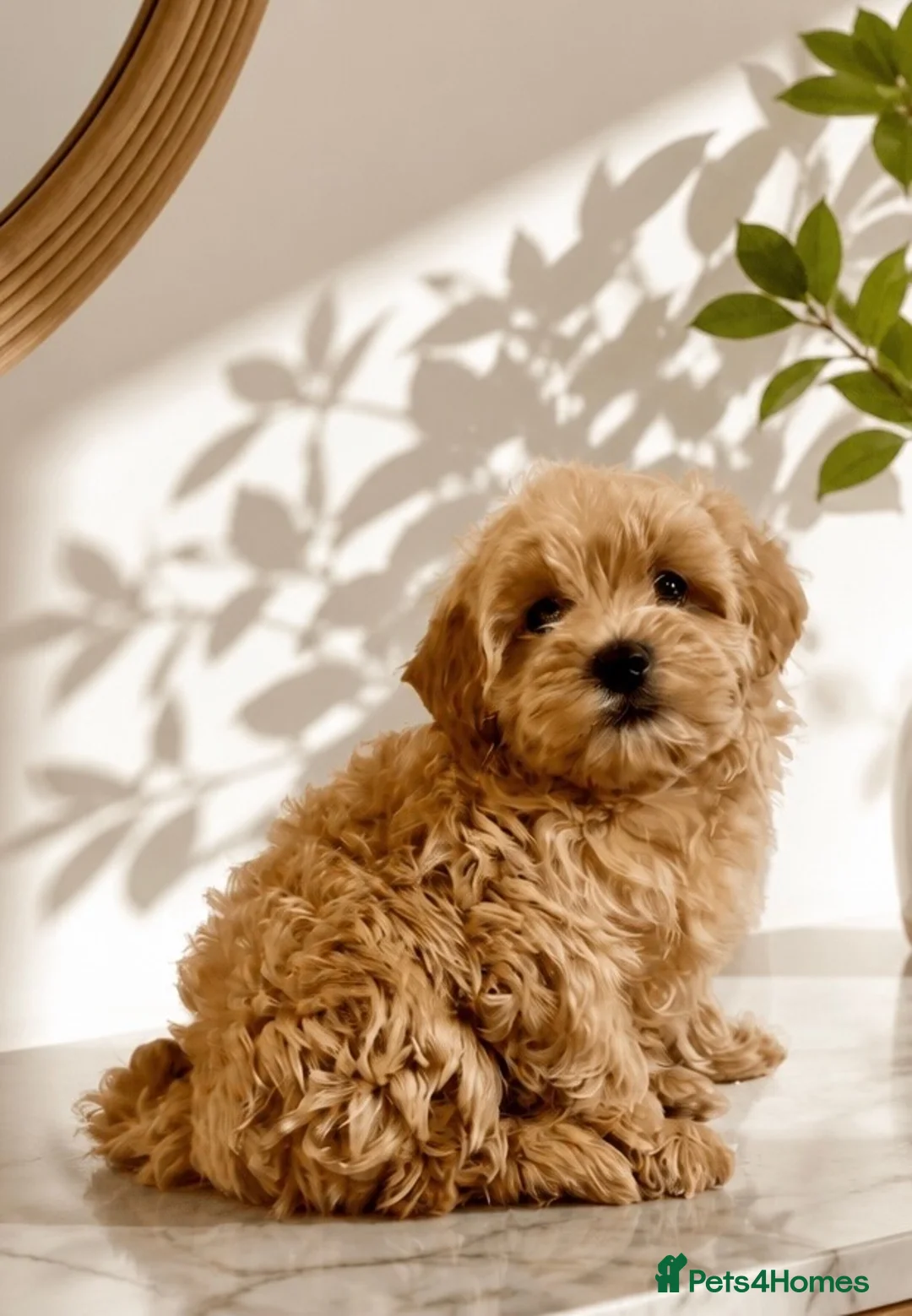 Maltipoo dogs for sale: 6 Maltipoo Pups Ready 3rd July - Advert 2