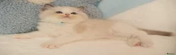 Ragdoll cats for sale: Elite TICA Kittens – Champion Bloodlines - Advert 23
