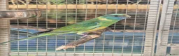 Parrots birds for sale: Amazons/Parrots/Parakeets available  - Advert 8