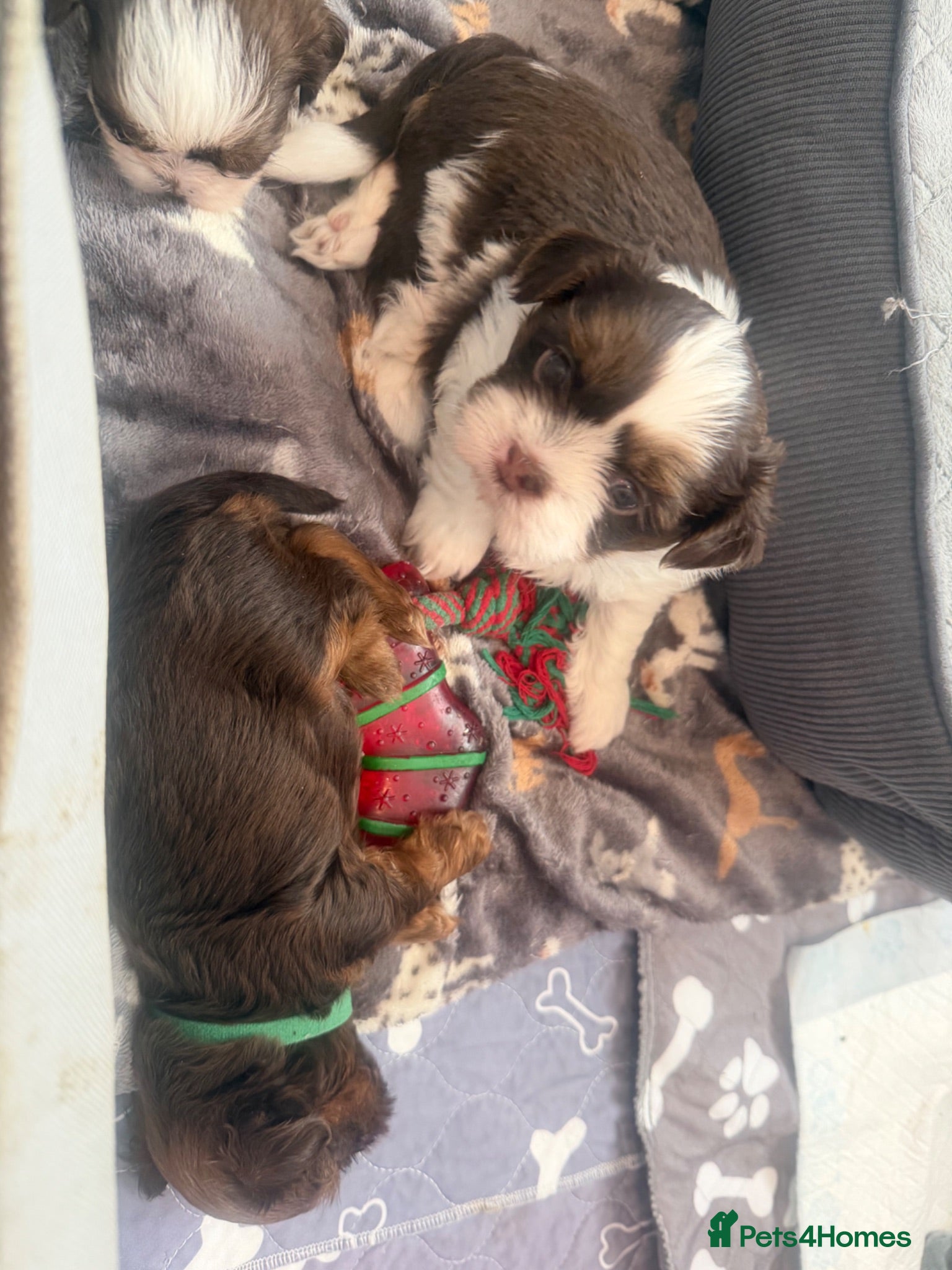 Shih Tzu dogs Karashishi Full KC imperial Shih-Tzu pups for sale - Advert 2