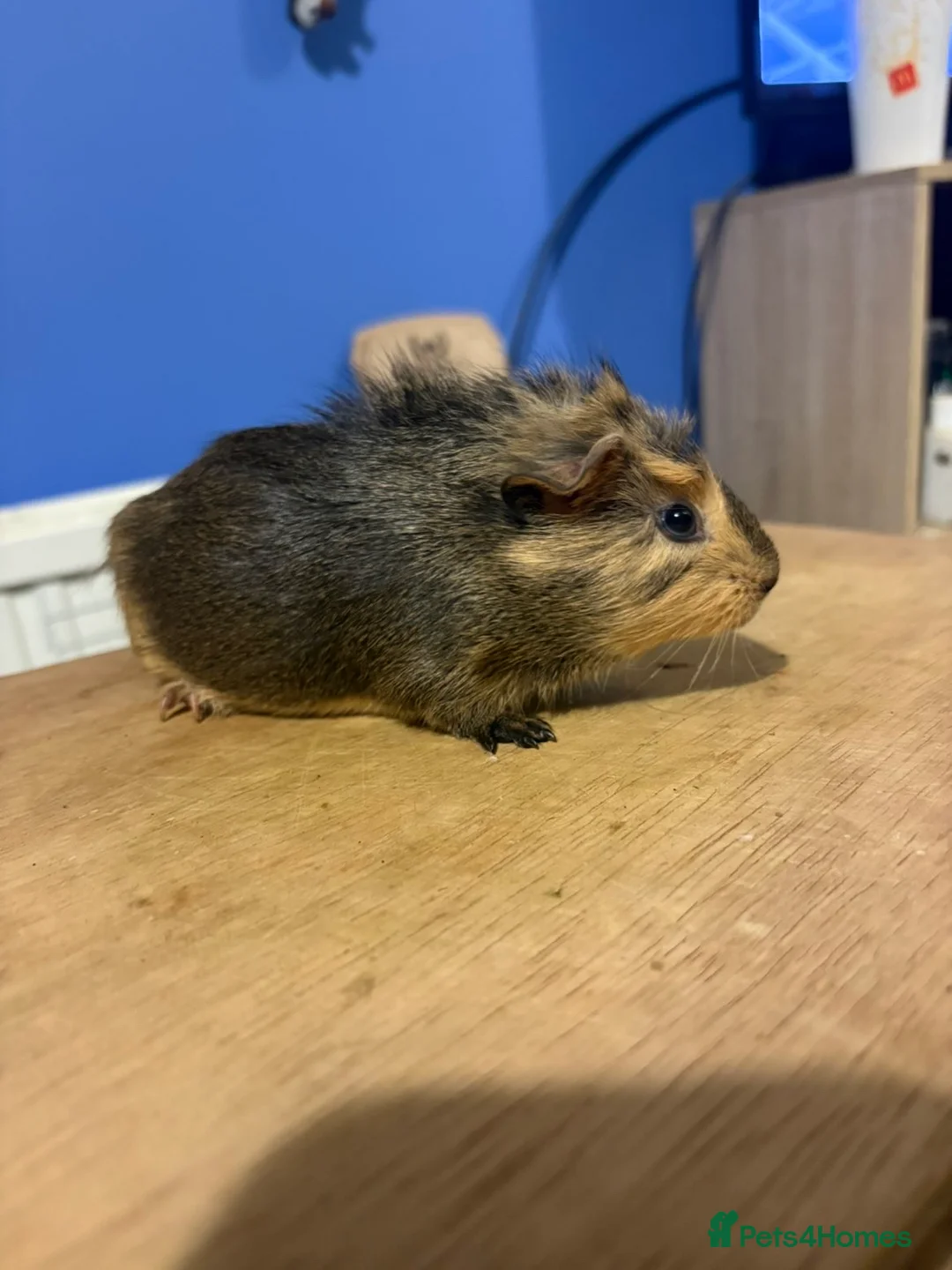 Guinea Pig rodents for sale: Boy baby guinea pigs for sale  - Advert 2