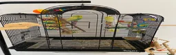 Budgerigars birds for sale: budgies in Southampton - Advert 2
