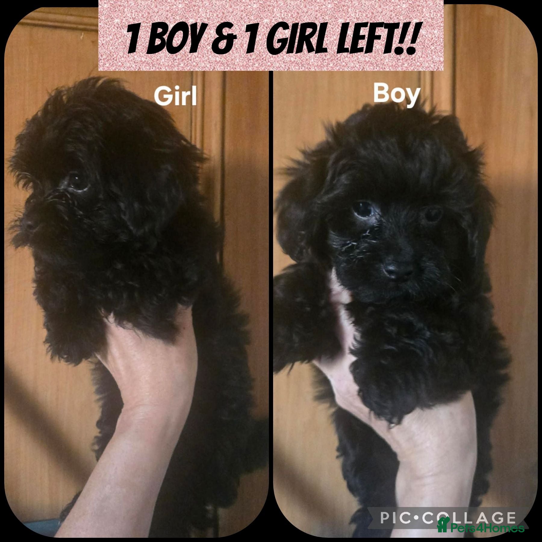 Yorkiepoo dogs 1 BOY & 1 GIRL LEFT - Tiny YORKSHIRE PEKAPOOS! - Advert 7