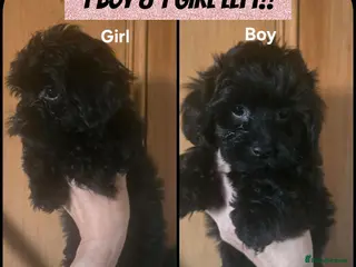 Yorkiepoo dogs 1 BOY & 1 GIRL LEFT - Tiny YORKSHIRE PEKAPOOS! - Advert 7