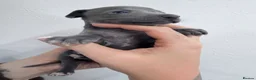 Italian Greyhound dogs for sale: Fresh new Bloodlines - Italian Greyhound Puppies - Advert 7