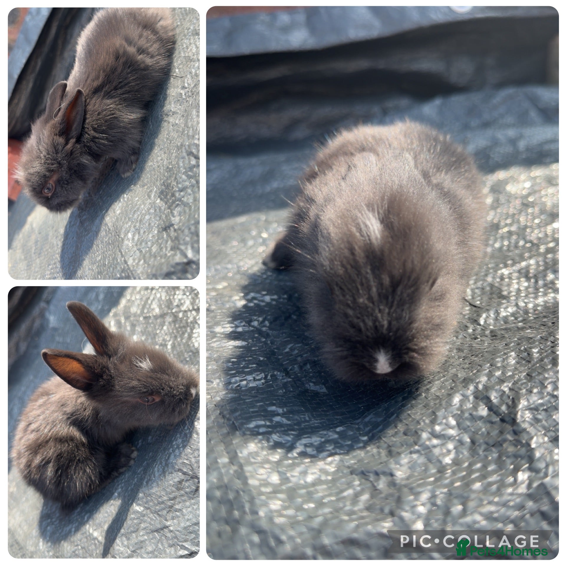 Lionhead rabbits 8 Double Maned Lionhead Babies - Advert 6